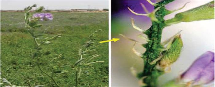 خسارت سن گلخوار یونجه